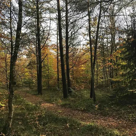 In The Forest Close To Water Hadsund